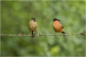 Male and Female Bullfinch